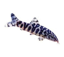 Боция мраморная в Зоомагазин "Природа"