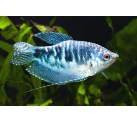 Гурами Мраморный в Зоомагазин "Природа"