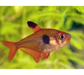 Орнатус розовый в Зоомагазин "Природа"