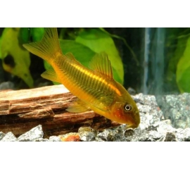 Сом Золотистый в Зоомагазин "Природа"