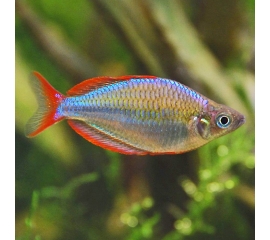 Радужница Неоновая в Зоомагазин "Природа"