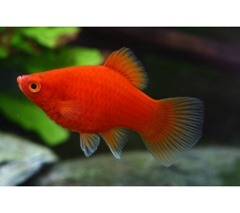 Пецилия в Зоомагазин "Природа"