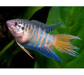 Макропод голубой в Зоомагазин "Природа"