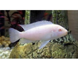 Снежный Принц в Зоомагазин "Природа"