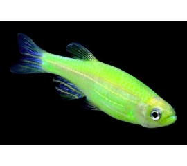 Данио в Зоомагазин "Природа"