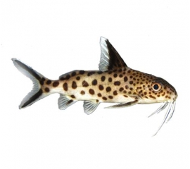 Синодонтис Долматин в Зоомагазин "Природа"