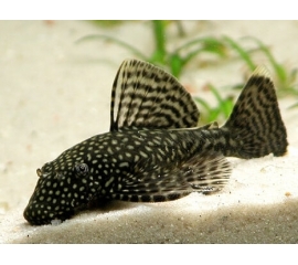 Анциструс М в Зоомагазин "Природа"