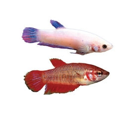 Петушок самка в Зоомагазин "Природа"