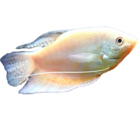 Гурами Перламутровый в Зоомагазин "Природа"