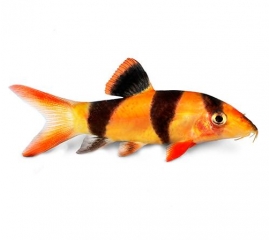 Боция Клоун в Зоомагазин "Природа"