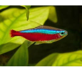 Неон красный в Зоомагазин "Природа"