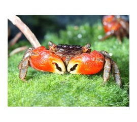 Краб красный паук в Зоомагазин "Природа"