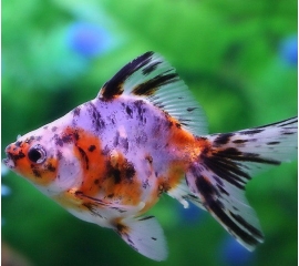 Риукин ситцевый XL в Зоомагазин "Природа"