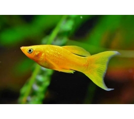 Моллинезия желтая в Зоомагазин "Природа"