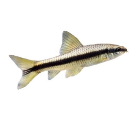 Сиамский Водорослеед в Зоомагазин "Природа"