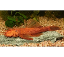 Анциструс красный в Зоомагазин "Природа"
