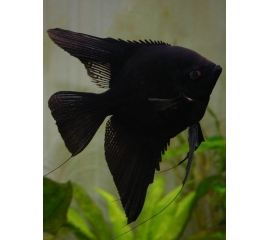 Скалярия Черная в Зоомагазин "Природа"