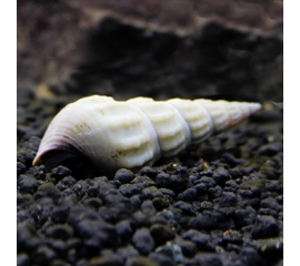 Геркулес в Зоомагазин "Природа"