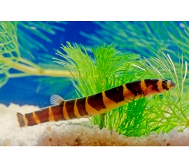 Акантофтальмус Маерса в Зоомагазин "Природа"