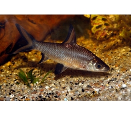 Акулий Бала в Зоомагазин "Природа"