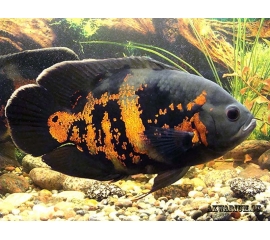 Астронотус Тигровый Оскар в Зоомагазин "Природа"