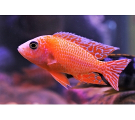 Аулонокара Орхидея в Зоомагазин "Природа"