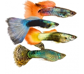 Гуппи в Зоомагазин "Природа"