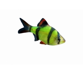 Барбус салатовый в Зоомагазин "Природа"