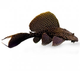 Сом Парчовый в Зоомагазин "Природа"