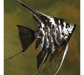 Скалярия Мраморная в Зоомагазин "Природа"