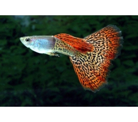 Гуппи королевский в Зоомагазин "Природа"