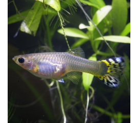 Гуппи королевский самка в Зоомагазин "Природа"