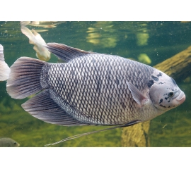 Гурами ассорти в Зоомагазин "Природа"