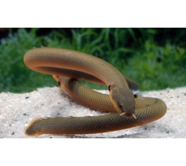 Каламоихт в Зоомагазин "Природа"