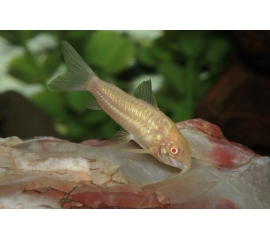 Коридорас крапчатый в Зоомагазин "Природа"