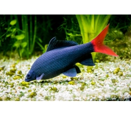 Лебео биколор в Зоомагазин "Природа"