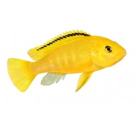 Лабидохромис Еллоу в Зоомагазин "Природа"