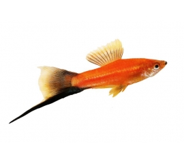 Меченосец в Зоомагазин "Природа"