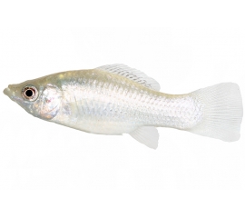 Моллинезия Снежинка в Зоомагазин "Природа"