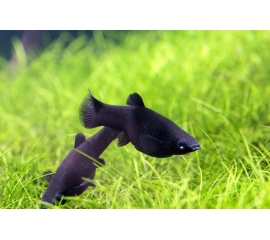 Моллинезия черная в Зоомагазин "Природа"