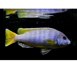 Псевдотрофеус Ацей в Зоомагазин "Природа"