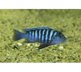 Псевдотрофеус Зебра в Зоомагазин "Природа"