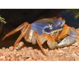 Краб радужный в Зоомагазин "Природа"
