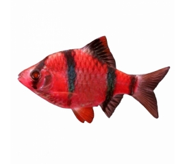 Барбус красный в Зоомагазин "Природа"