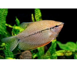 Гурами Жемчужный в Зоомагазин "Природа"