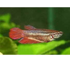 Курочки Петушка в Зоомагазин "Природа"