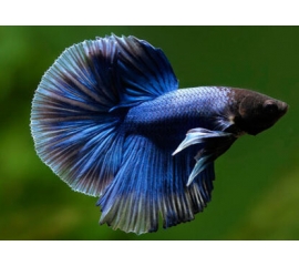 Петушок в Зоомагазин "Природа"