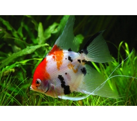 Скалярия КОИ в Зоомагазин "Природа"