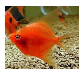 Скалярия Красный Фантом в Зоомагазин "Природа"