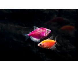 Тернеция Гло в Зоомагазин "Природа"